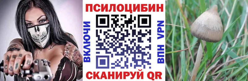 Псилоцибиновые грибы Cubensis  купить закладку  Калининец 